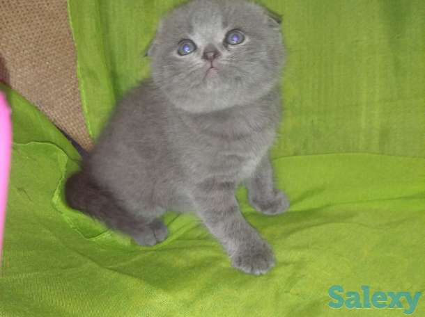 Готовятся на продажу плюшевые котятки, фотография 3
