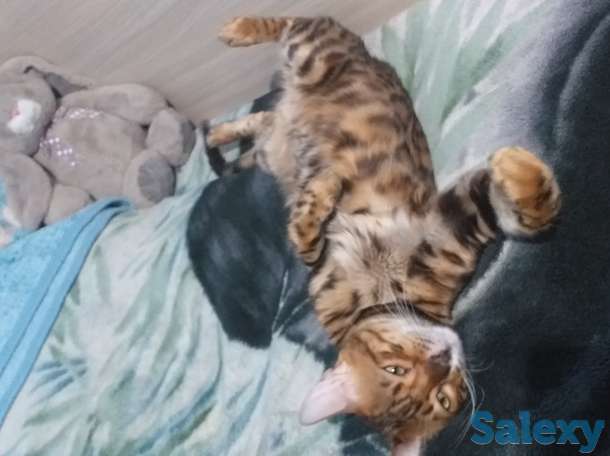 Бингальский кот, родословный, с документами и прививками, фотография 2