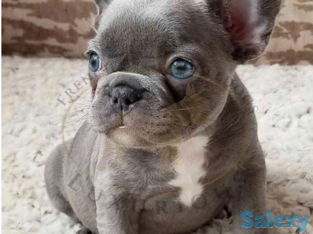 Бульдог французский, фотография 1