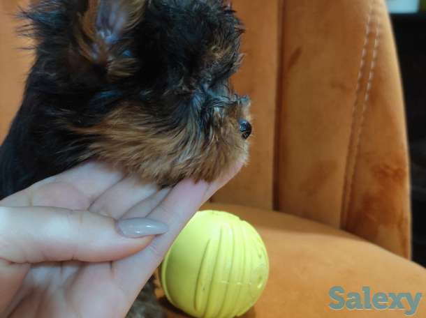 Продаются клубные щенки йоркширского терьера миники., фотография 3