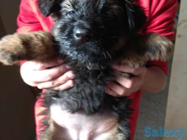 Продаю щенков немецкой овчарки, фотография 3