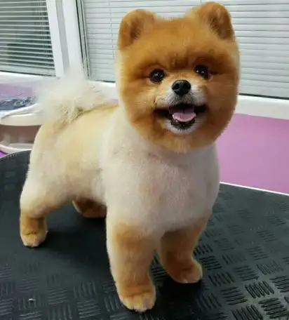 Стрижка собак мелких пород, фотография 5