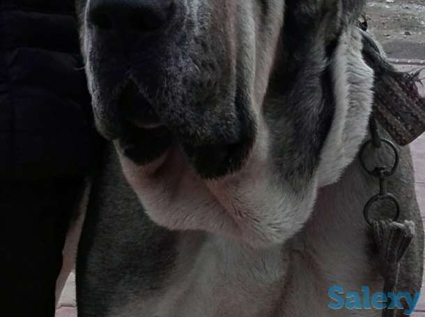 Продаются щенки Алабая, фотография 5