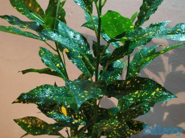 Продам комнатные растения, фотография 4