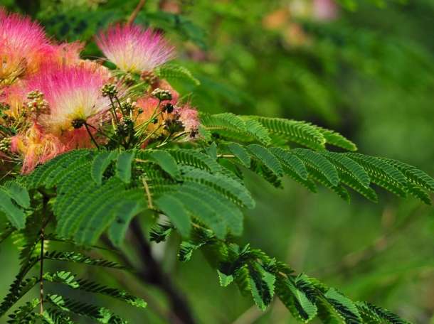 Декоративные растении, фотография 1