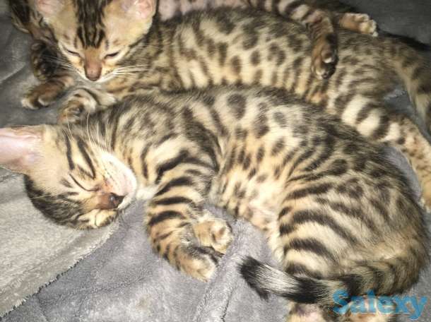 Чистокровные бенгальские котята, фотография 5