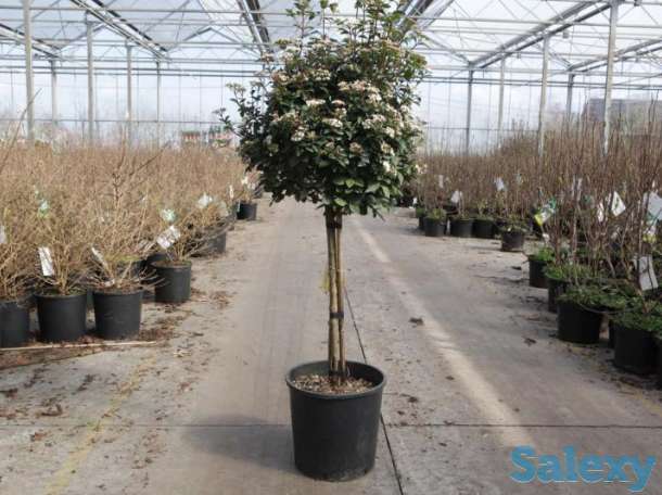 Калина лавролистная от Bahor Gullari!, фотография 3