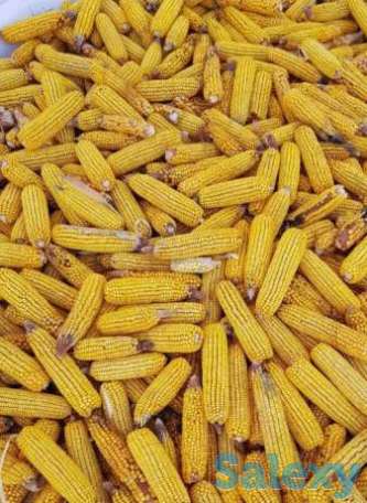Продаем кормовую кукурузу, фотография 1