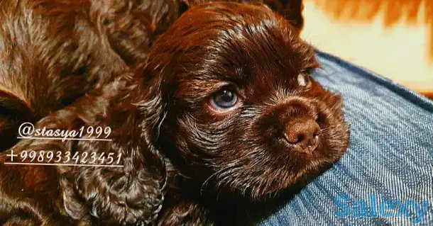 , фотография 1