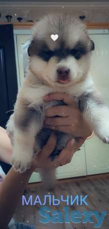 Продаются щенки Аляскинского маламута, фотография 4