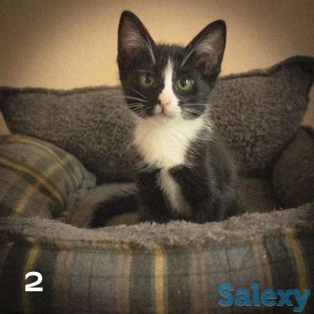 Котятки ищут дом!!, фотография 4