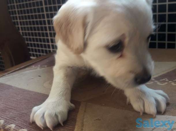 Отдам щенков в хорошие руки!, фотография 4