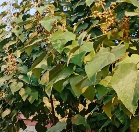 Манзарали дарахт кчатлари, фотография 5