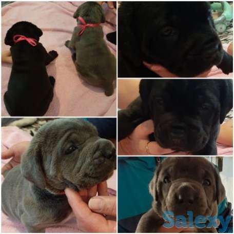 Продаются милые щенки породы кани-карсо итальяно, фотография 1