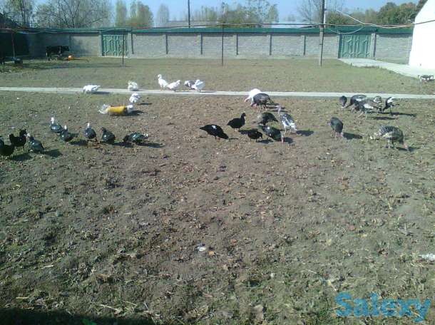 Продам участок 17 соток в Зангиотинском районе, Зангиотинский район поселок Богзор, фотография 2