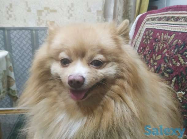 Шпиц для вязки 4 года привозной Томский питомник клейменый имеется чип, фотография 1