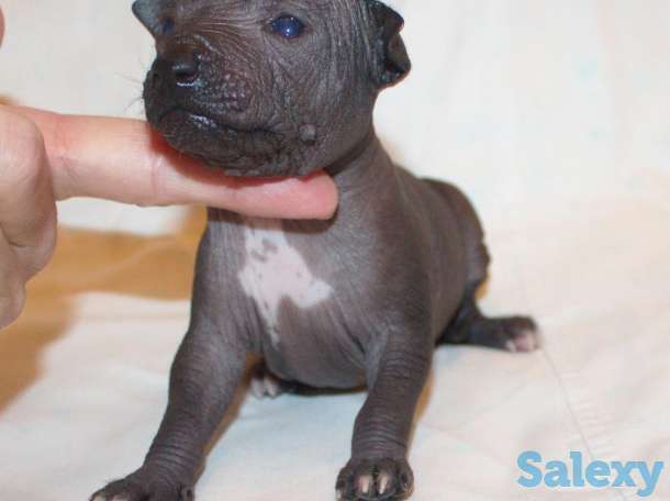 Щенки Ксолотицкунтли мини, фотография 8