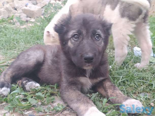 Кавказцы, фотография 3