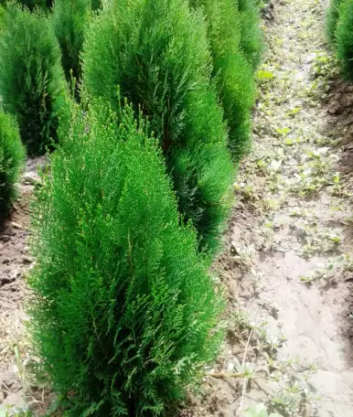 Манзарали дарахт кчатлари, фотография 1