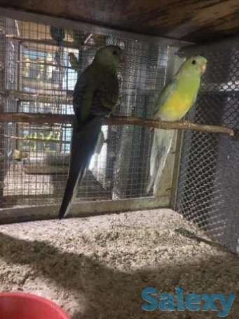 Продам певчих попугаев, фотография 1