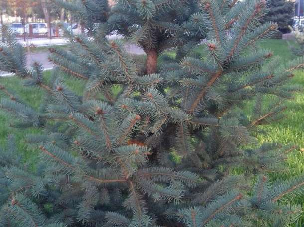 Декоративные растении, фотография 11