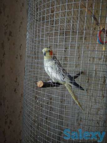 Продаётся попугай породы Корелла., фотография 4