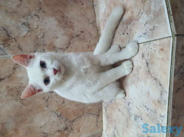 Кошек, фотография 3