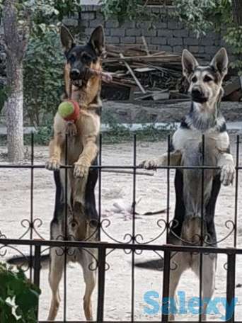 Восточные овчарки ' Империя Боевир' и 'SITTI BULLEVEO ', фотография 1