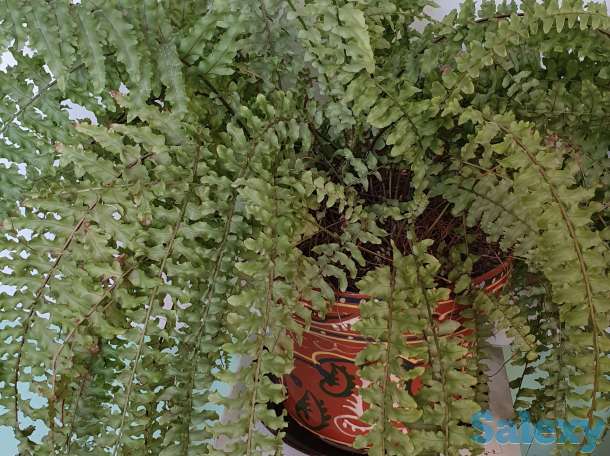 Комнатные растения, фотография 4