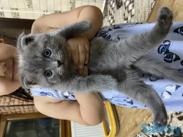 Продаётся Скоттиш-фолд котёнок, фотография 3