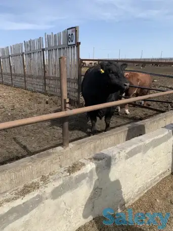 Halol go'sht sotish / Мясо говядины Халал, фотография 3