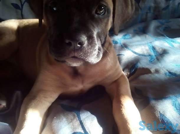 Продается щенок бульмастиф девочка два месяца, фотография 3