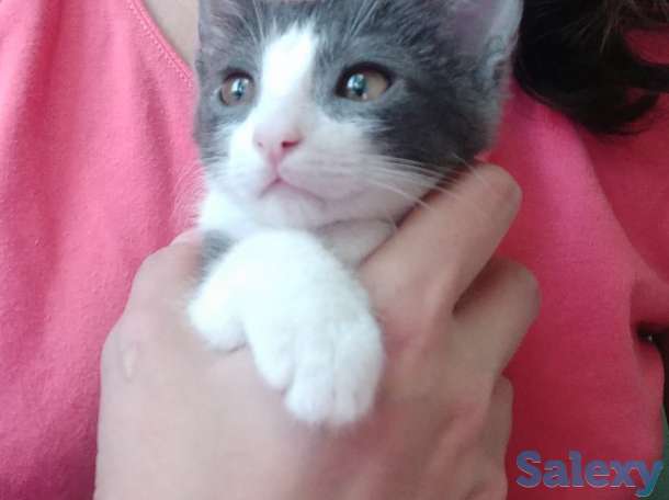 Срочно!!! Отдадим котенка только в хорошие ручки!!!, фотография 1
