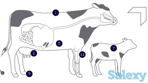 Надёжная защита здоровья быков, коров и овец, фотография 4