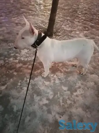 Бультерьер, фотография 3