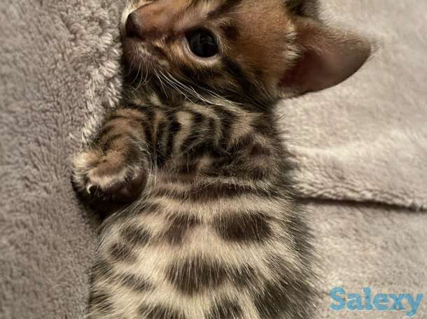 Чистокровные бенгальские котята, фотография 4
