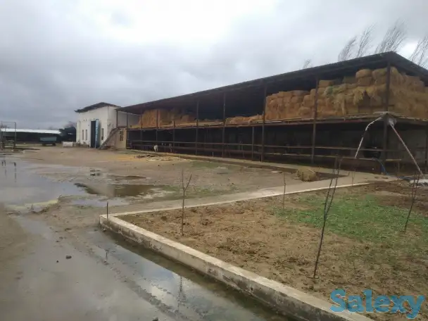 Ферма сотилади, область, Янгиюльский район, фотография 3