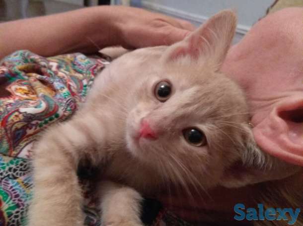 Отдам хорошеньких котят в добрые руки, фотография 3