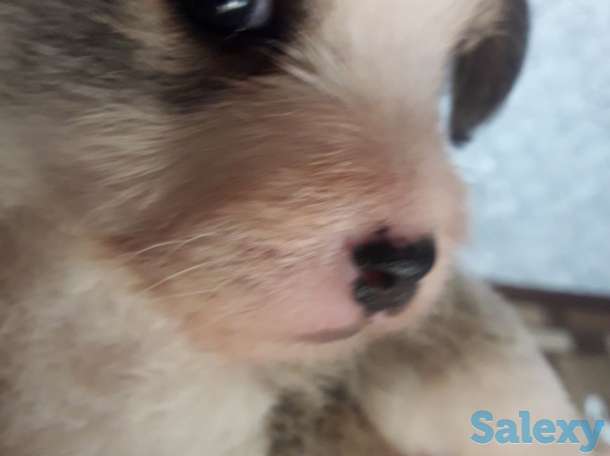 Отдам щенков в хорошие руки!, фотография 8