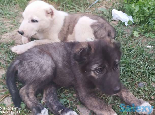 Кавказцы, фотография 4