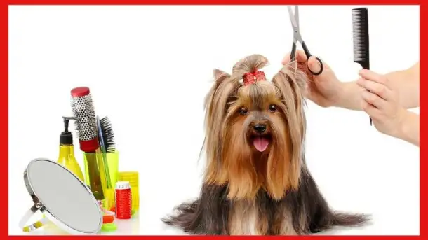 Стрижка собак мелких пород, фотография 1