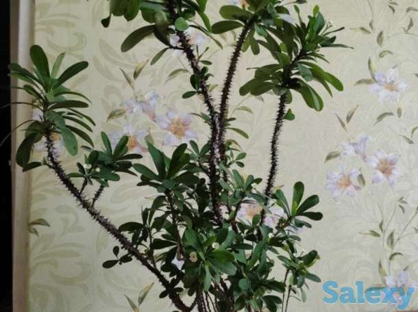 Комнатные растения на любой вкус!, фотография 6