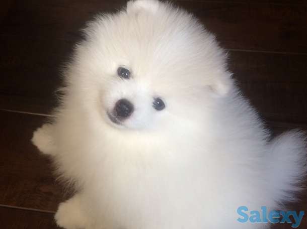 Продаются Шпицы, фотография 1