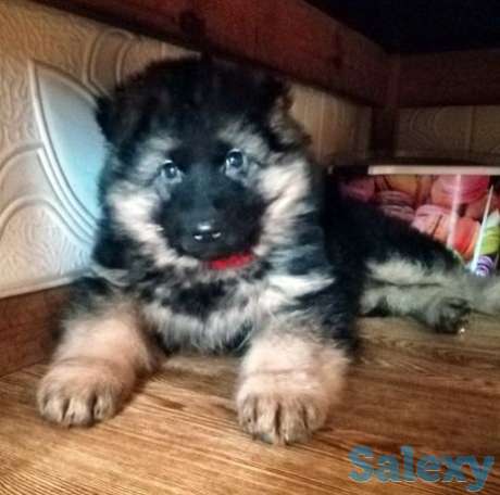 Немецкая овчарка, фотография 1