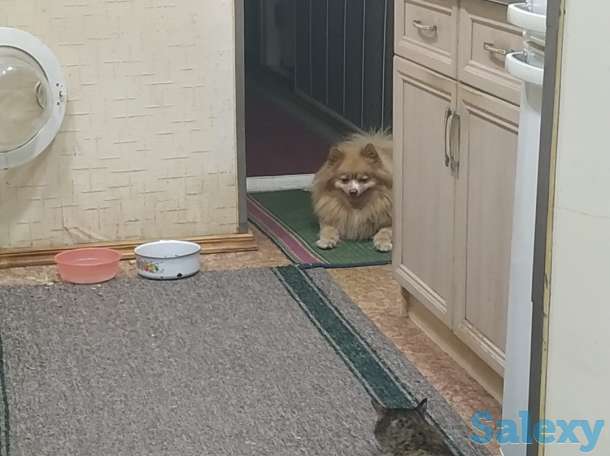 Шпиц для вязки 4 года привозной Томский питомник клейменый имеется чип, фотография 2