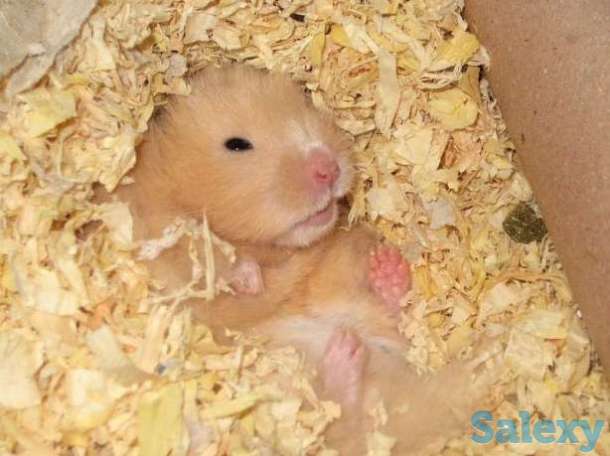 Опилки для животных, фотография 1