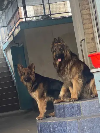 продаются щенки немецкой овчарки, фотография 3