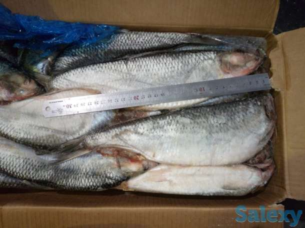 Замороженная рыба оптом минтай, горбуша, навага, сельдь ДЕШЕВО, фотография 10