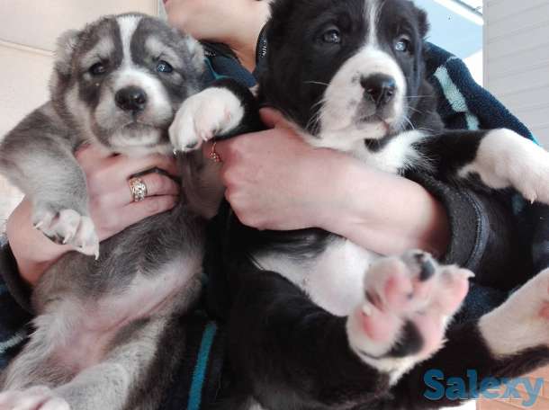 Продаются щенки Алабая, фотография 2