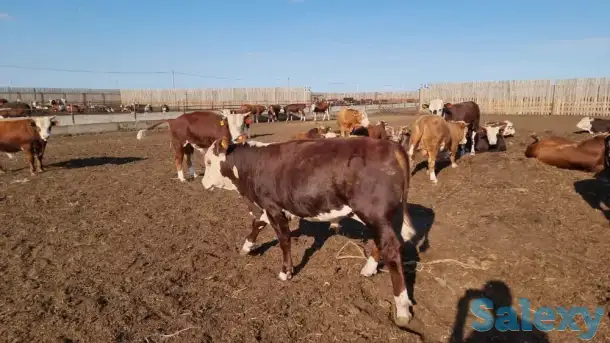 Qozog'istondan kelgan buqalar/Быки откормленные с Казахстана, фотография 3